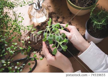 Indoor gardening Women's hands taking care of herbs Indoor gardening Women's hands taking care of herbs 74539655