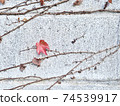 The last autumn leaves of vines on a concrete wall 74539917