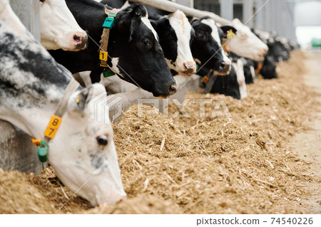 Row of purebred milk cows eating livestock feed in large paddock of animal farm 74540226