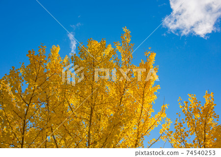 Yellow and sky autumn painting Yellow and sky autumn painting 74540253