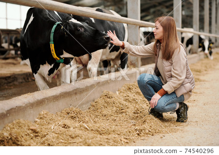 Young female worker of large animal farm sitting on squats by paddock with cows Young female worker of large animal farm sitting on squats by paddock with cows 74540296