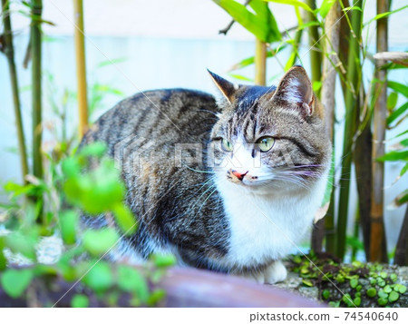 Cat looking away Cat looking away 74540640