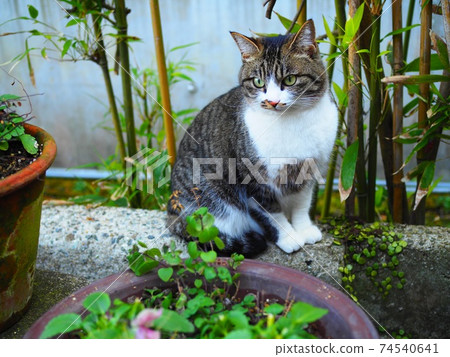 Dignified cat Dignified cat 74540641