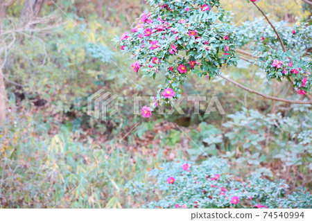 Sasanqua花 Sasanqua花 74540994