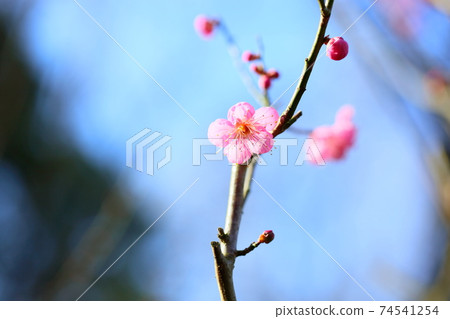 梅花Do 梅花Do 74541254