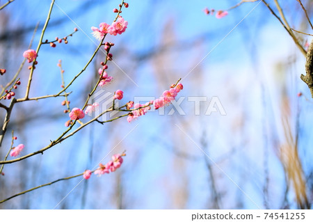 梅花Do 74541255