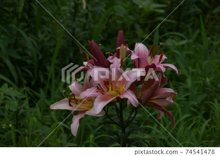 百合 百合 74541478