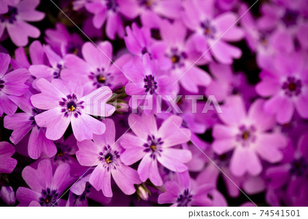 粉紅色的花殖民地 74541501