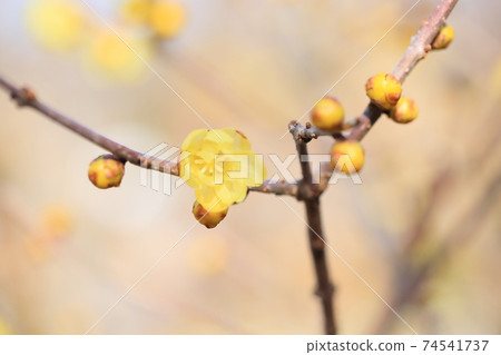 洛白花 洛白花 74541737