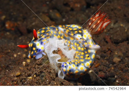 Nudibranch, Hypselodoris roo Nudibranch, Hypselodoris roo 74542964
