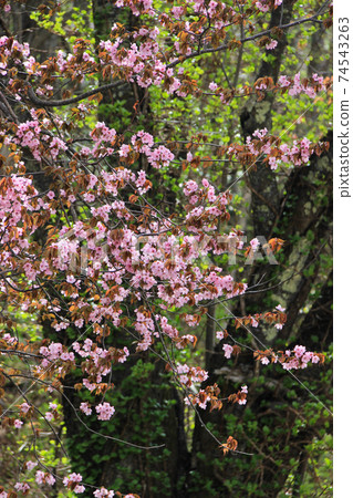 Cherry tree in full bloom Cherry tree in full bloom 74543263