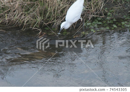 Little Egret Sakai River Kugenuma, Fujisawa City Little Egret Sakai River Kugenuma, Fujisawa City 74543305