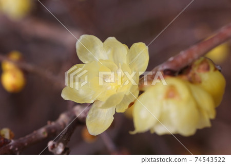 Sosin Ryubai Sosin Ryubai 74543522