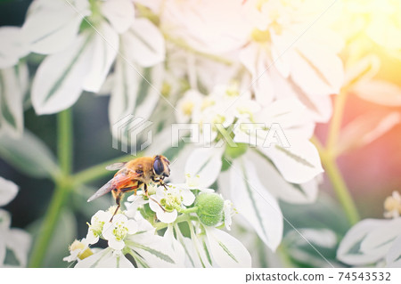 Little bee sitting on a white flower. Spring time concept 74543532