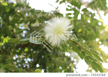Flower Center Calliandra [Hyogo Prefecture] 74543769