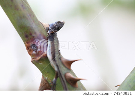 Shrike's lizard 74543931