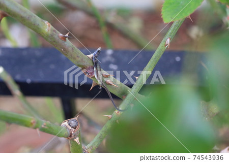 Shrike's lizard 74543936