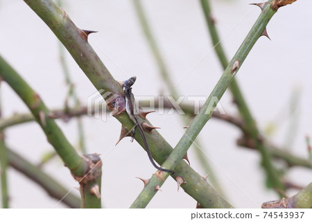 Shrike's lizard 74543937