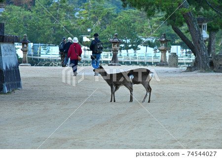 廣島縣宮島的清晨風光 廣島縣宮島的清晨風光 74544027