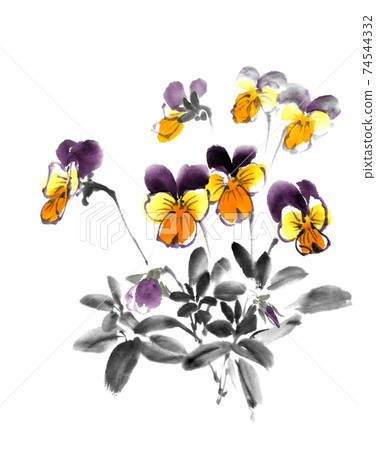 Pansy Pansy 74544332