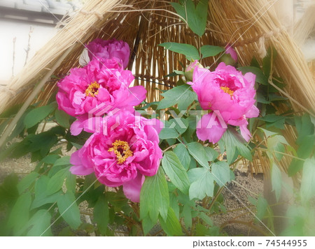 牡丹冬牡丹新國色新光國上野東照宮牡丹園 74544955