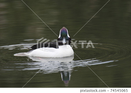 Bufflehead swimming in a pond Westbank-Bar British Columbia Canada 74545065