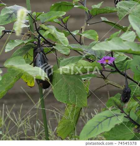 無農藥蔬菜 74545378