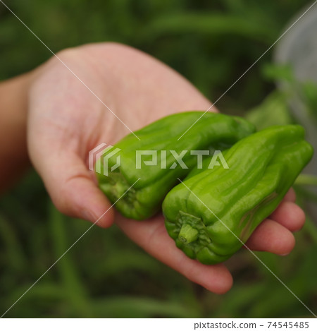 無農藥蔬菜 74545485