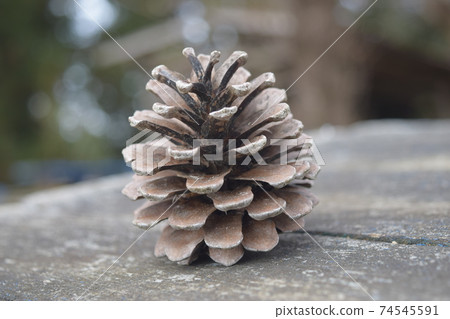 Pinecone Pinecone 74545591