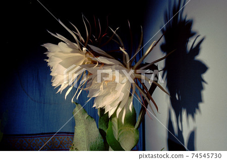 Epiphyllum oxypetalum Fflowers Epiphyllum oxypetalum Fflowers 74545730