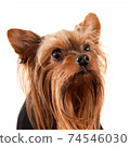 Yorkshire Terrier portrait vector traced illustration 74546030