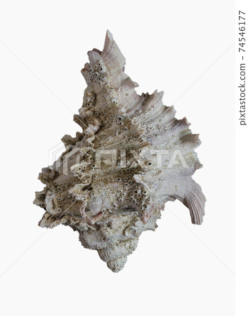 Seashell 74546177