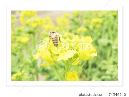 Film photo Rape blossoms and bees 74546340