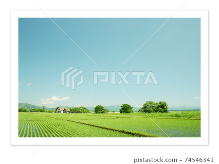 Film photo Paddy field in Kashiwazaki 74546341