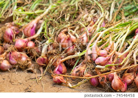 Shallots collected new have not been dried. Shallots collected new have not been dried. 74546458