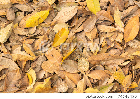Dry leaves falling from trees. The leave tree falling on autumn on summer. 74546459
