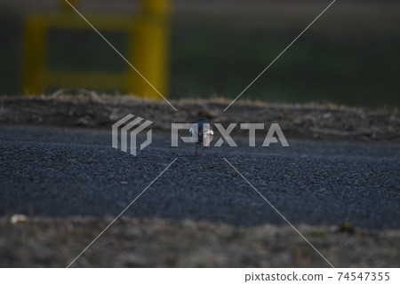 Sparrow winter hair mofumofu 74547355