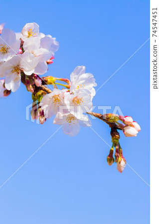 Blue sky and cherry blossoms Yoshino cherry tree Blue sky and cherry blossoms Yoshino cherry tree 74547451