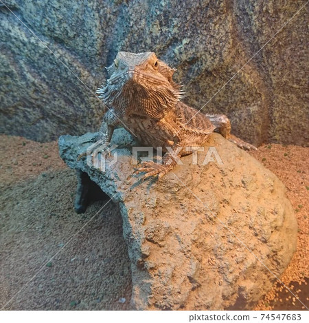 Dignified bearded dragon 74547683