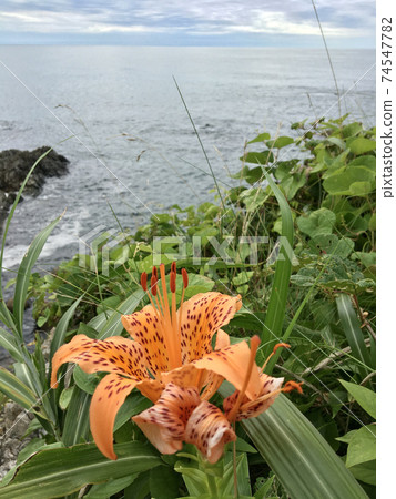 岩尤里[新潟縣村上市] 74547782