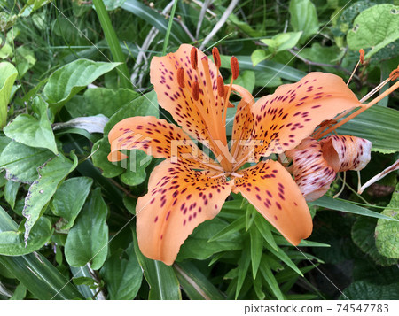 岩尤里[新潟縣村上市] 74547783