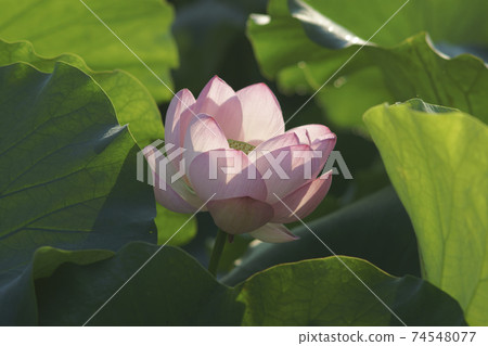 粉紅蓮花 粉紅蓮花 74548077