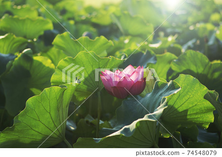 Lotus and lotus leaves in the morning 74548079
