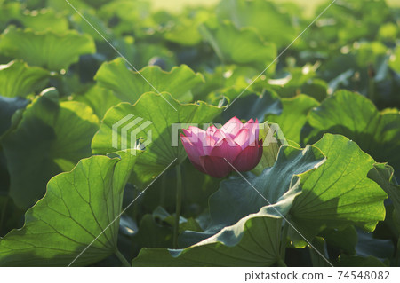 Lotus and lotus leaves in the morning 74548082