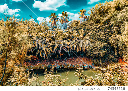 Beautiful landscape of humid tropical jungle. 74548316