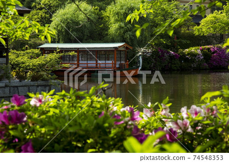 Azalea of Shinchonsen Azalea of Shinchonsen 74548353