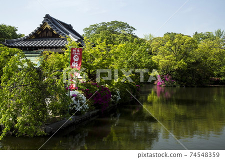 Shinchonsen杜鵑花 Shinchonsen杜鵑花 74548359