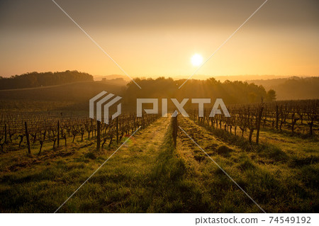 Bordeaux vineyard over frost and smog and freeze in winter, landscape vineyard  74549192