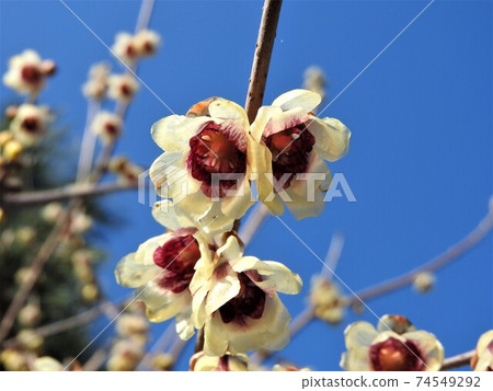 Waxy translucent flower "Saimei" 74549292