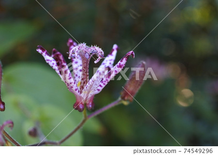小杜鵑：一朵花和芽，在白色背景上有紫色斑點 74549296